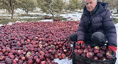 Karlı dağlarda zorlu elma hasadı