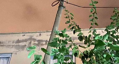 Kedi çıktığı direkte mahsur kaldı