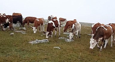 Ardahan'da kaybolan hayvanları Jandarma buldu