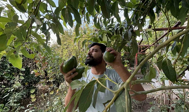 Deprem bölgesinde bereketli hasat: Avokado tarlada tanesi 20 TL'den alıcı buluyor - Haberler - Yeşil Iğdır