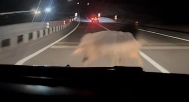 Diyarbakır'da yola çıkan domuza otomobil böyle çarptı