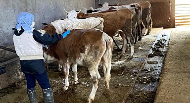 Erzincan'da büyükbaş hayvanlar şap hastalığına karşı aşılanıyor