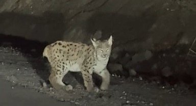 Erzincan'da nesli tükenme tehlikesi altında bulunan vaşak görüntülendi