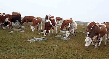 Hayvan hırsızları, jandarmanın takibiyle yakalandı