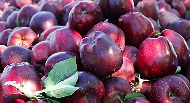 Iğdır’da Dağ Elması Hasadı Başladı