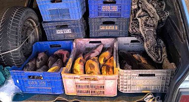 Kaçak avlanılan 151 kilogram sazana el konuldu
