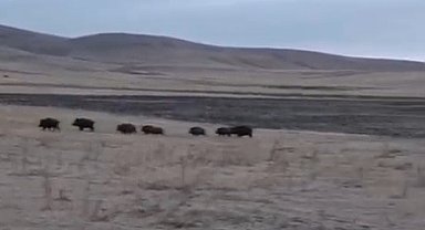 Kars'ta domuz sürüsü görüntülendi