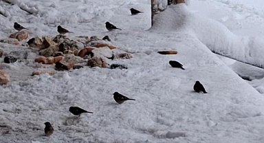 Köylü kar yağınca kuşları unutmadı