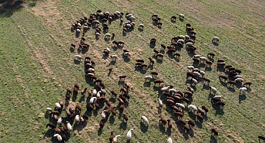 Koyun sürüsü drone ile fotoğraflandı
