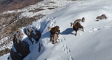 Munzur Dağlarının karlı zirvesinde şamualar görüntülendi