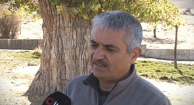 Türkiye'deki anıt ağaçlarda mantar tehlikesi