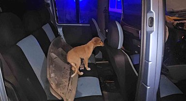 Yayaya çarpan sürücü aracını bırakıp kaçtı, ekipler araçta köpek buldu