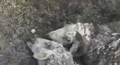 Arpaçay'da kurtlar dehşet saçtı