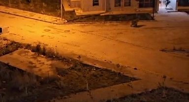 Ayı vatandaşı böyle kovaladı