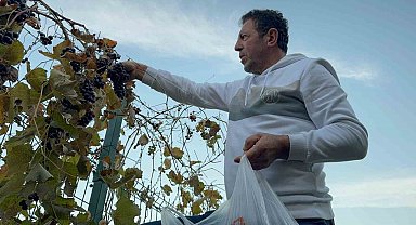 Bahçesindeki üzümü ikinci kez hasat etti, karşılaştığı manzara karşısında şok oldu