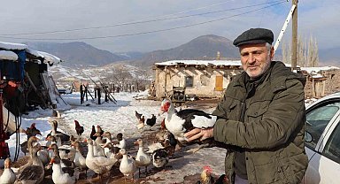 Bitki halde bulunan yaban kazı, misafir edildiği kümeste bir günde hakimiyet kurmaya çalıştı