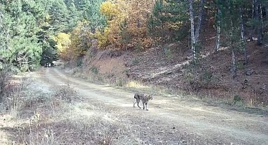 Çankırı'da nesli tehlike altında olan vaşak ve yavruları kamerada