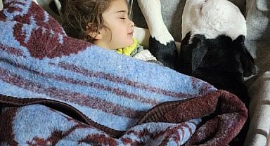Depremzede aile buzağının hayatını çadırda kurtarıyor