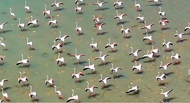 Flamingolar Van'ı çok sevdi
