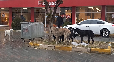Iğdır’da Başıboş Sokak Köpekleri Tedirginlik Yaratıyor
