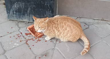 Iğdır’da Sokak hayvanlarına mama bırakıldı