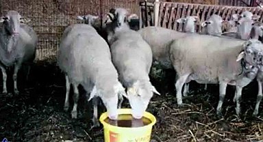 Kadın üreticilere 'Yalama Taşı' dağıtımı yapılacak