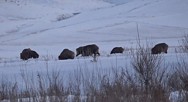 Kars'ta domuz sürüsü ve kurtlar aynı karede