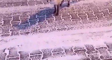 Kars'ta tilki ile vatandaşın gülümseten anları