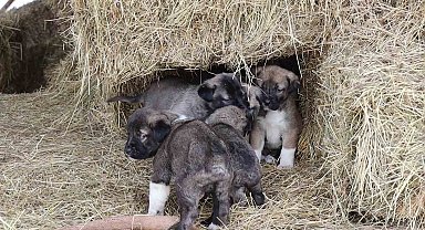 Kuyruksuz köpek yavruları sahiplerini şaşırttı