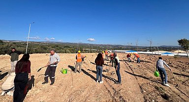 Mersin'de otoban yol kenarları ağaçlandırılıyor