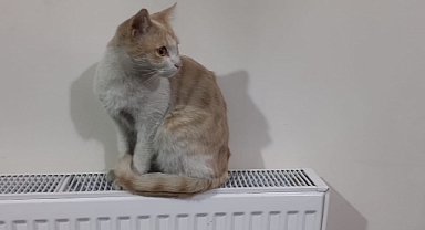 Soğukta Üşüyen Kedi Iğdır Azerbaycan Evine Sığındı