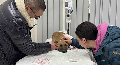Sokak köpeğine hızlı müdahale gönülleri fethetti: "Büyük bir algımız vardı, bunu kırdılar"
