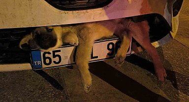 Van'da otomobilin çarptığı köpek tampona sıkıştı