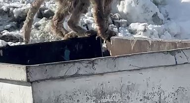 Aç kalan tilki çöp konteynerinde yiyecek aradı