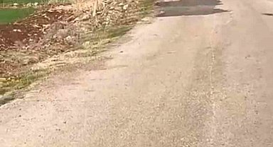 Acemi avcı domuz sürüsünde hedefi tutturamayınca arkadaşı dalga geçti