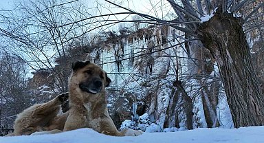 Buz tutan Girlevik Şelalesi'nde 2 metrelik buz sarkıtları oluştu