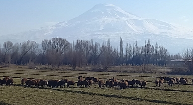 Iğdır’da Sıcak Hava Besicilerin Yüzünü Güldürdü
