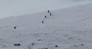 Karla kaplı arazide kurt sürüsü görüntülendi