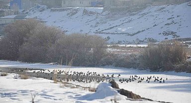 Kars'ta Yaban ördekleri bir arada görüntülendi