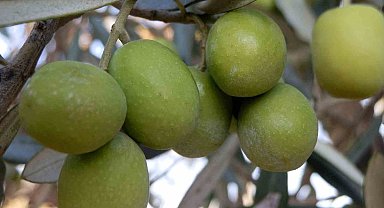 Mersin'de 150 bin ton zeytin rekoltesi elde edildi