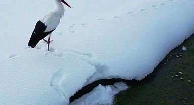 Özalp'te iki leylek dondurucu soğuğa direniyor