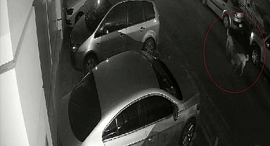 Sokak köpeklerinin kediyi parçaladığı anlar kameraya yansıdı
