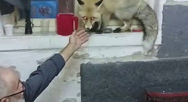 Erzurum'da aç kalan tilki, köylülere misafir geldi