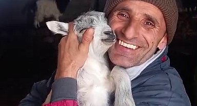 Fenomen çobanın kuzu sevgisi