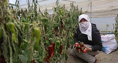 İhracat için yetiştirilen kapya biberi don vurdu