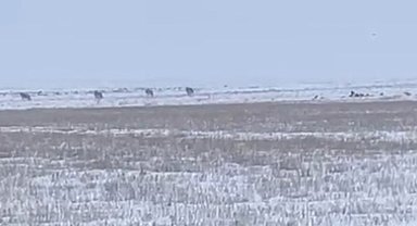 Kars'ta aç kalan kurtlar köylere indi