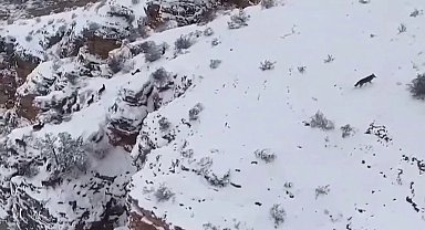 Kurt ile keçiler yaban hayatında görüntülendi