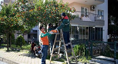 Kuşadası'nda turunç meyvesinin en tatlı yolculuğu başladı