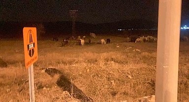 Kütahya'da yılkı atları şehir merkezine indi