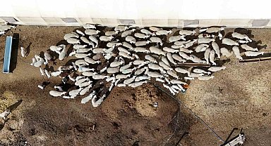 Şehir hayatına 5 ay dayanabildi: Köyüne geri dönüp hayvancılığa yeniden başladı